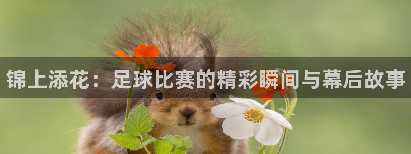 锦上添花：足球比赛的精彩瞬间与幕后故