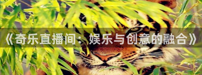搜球吧零点吧nba直播：《奇乐直播间：娱乐与创意的融合》